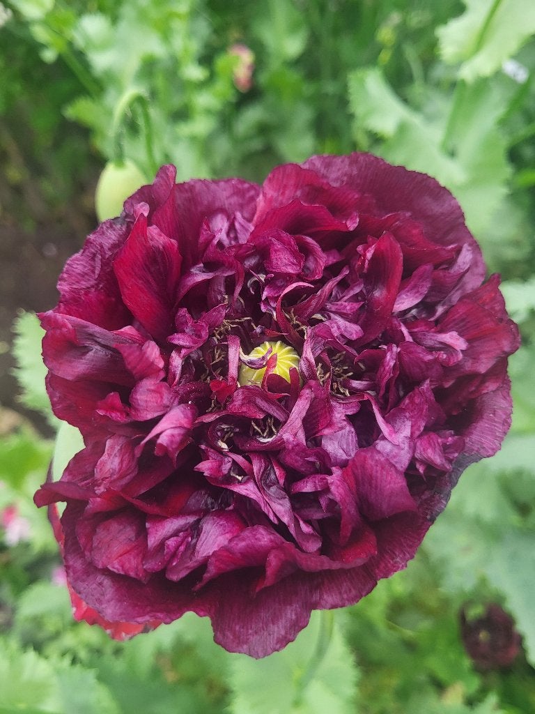 Zaden Papaver donkerpaars, half gevuld, Verzenden, Volle zon