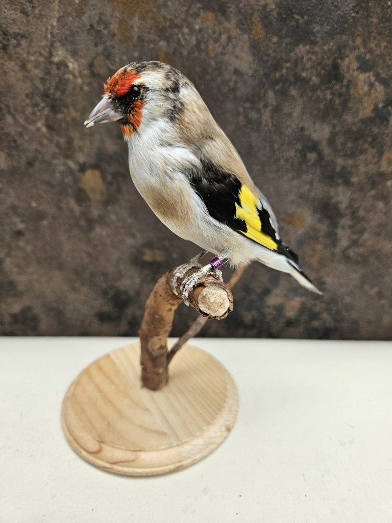 Prachtige opgezette bruinpastel putter ( major ) grote vogel, Ophalen of Verzenden, Nieuw, Vogel, Opgezet dier