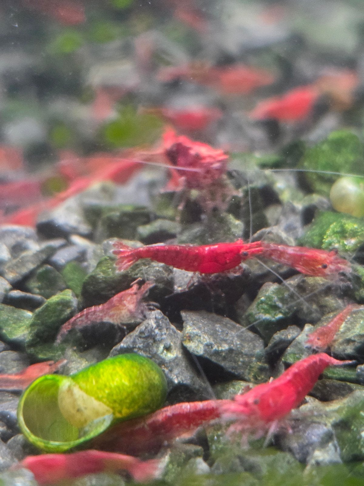 Neocaridina Red Fire Garnalen, Dieren en Toebehoren, Kreeft, Krab of Garnaal, Zoetwatervis, Schoolvis