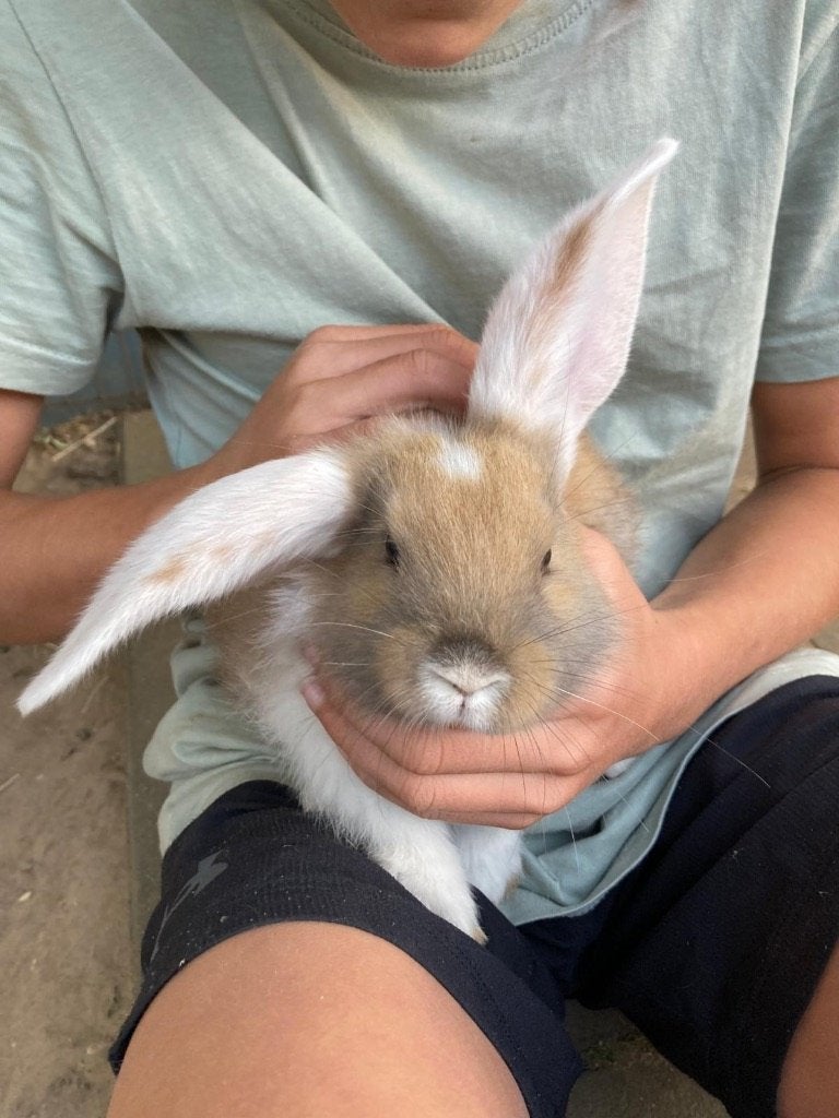 Jonge konijnen te koop, Dieren en Toebehoren, Konijnen, Meerdere dieren, Groot, Hangoor, 0 tot 2 jaar