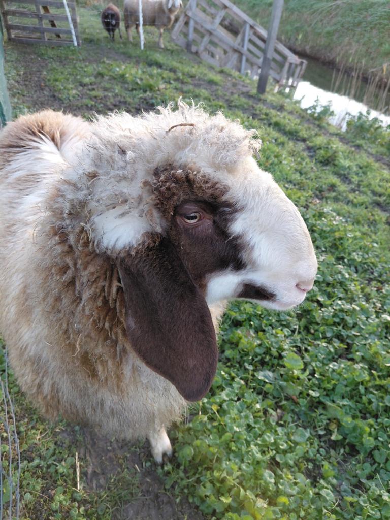 Oostenrijks bergschaap ram, Dieren en Toebehoren, Schapen, Geiten en Varkens, Mannelijk, Schaap, 0 tot 2 jaar
