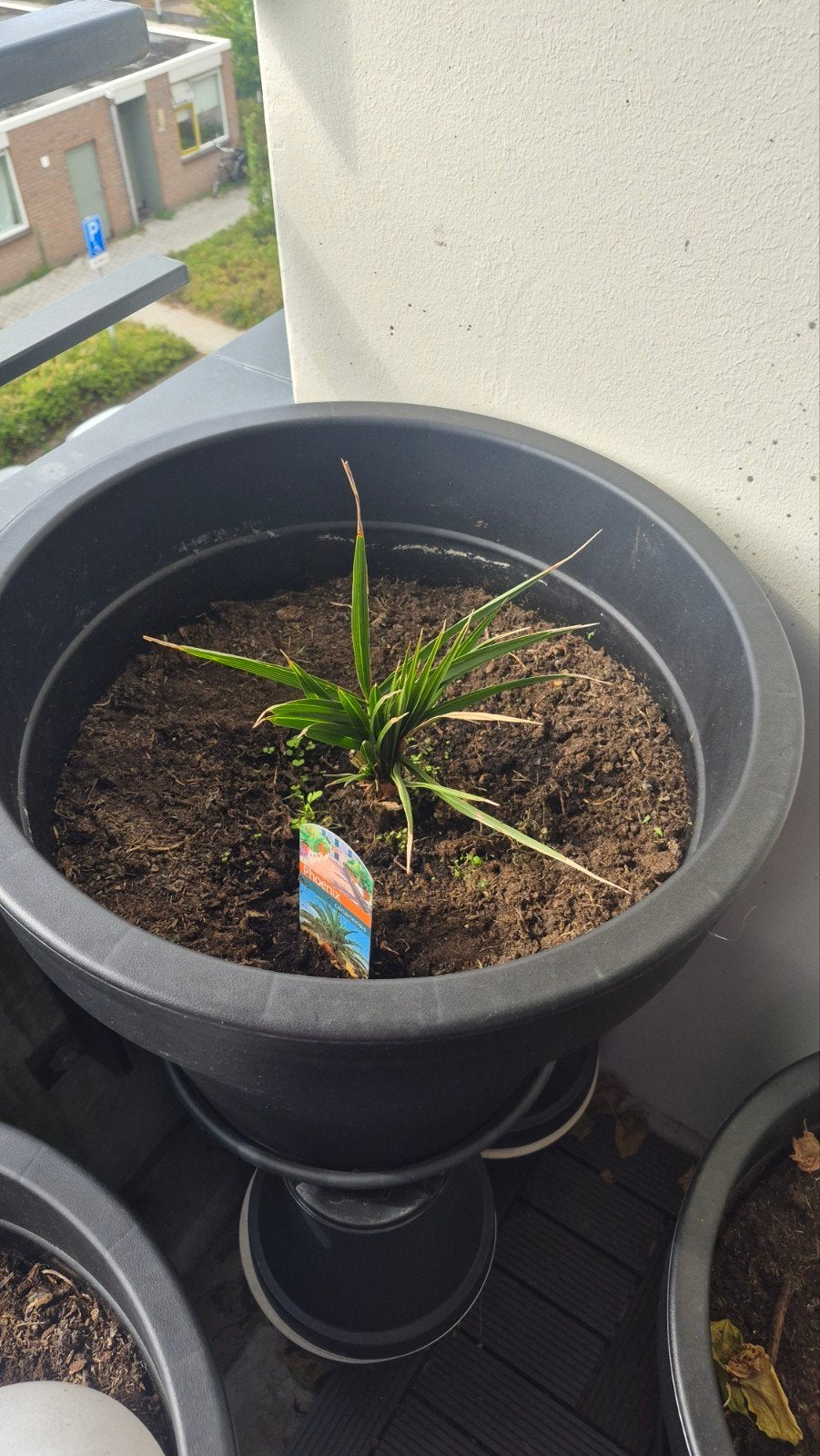 dadel palm, Ophalen, Overige materialen, Rond, 60 cm of meer