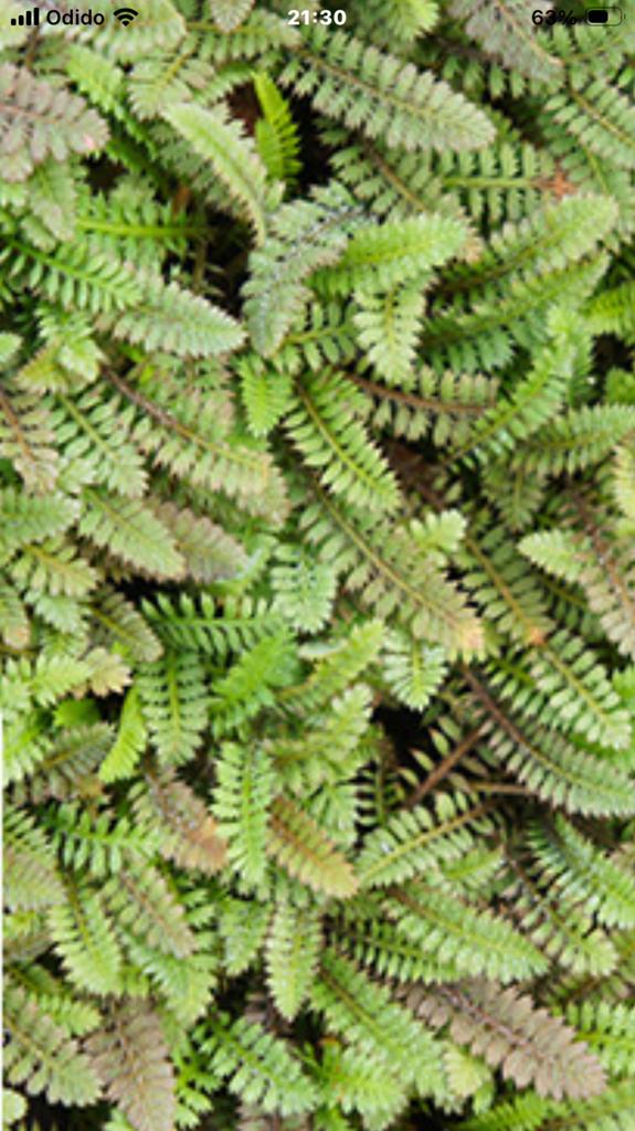 Leptinella squalida en leptinella  oftewel koperknoopje, Ophalen, Bodembedekkers, Vaste plant, Halfschaduw