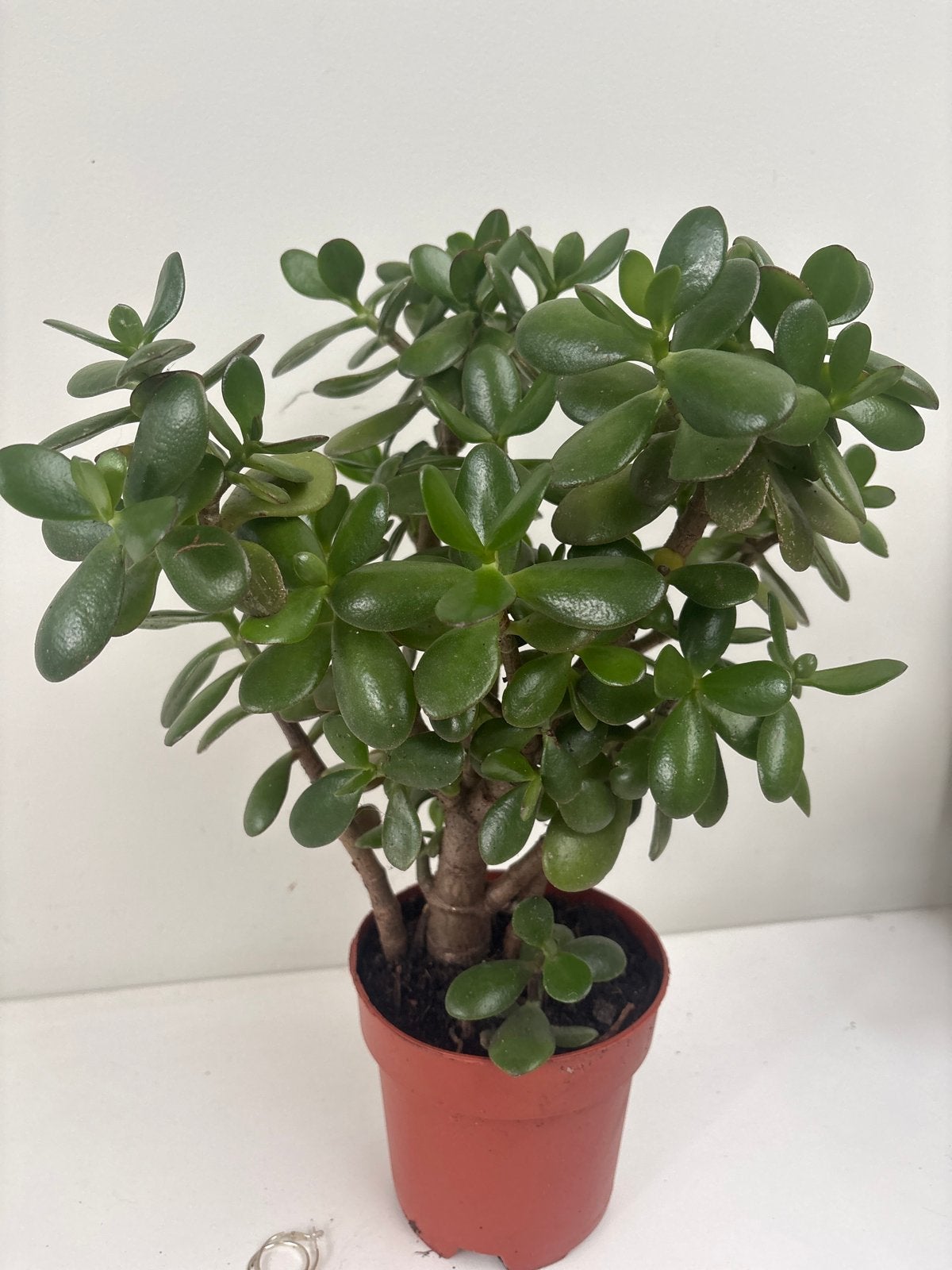 Crassula Ovata - Jadeplant - Geldboom, Overige soorten, Volle zon, Vaste plant, Ophalen of Verzenden