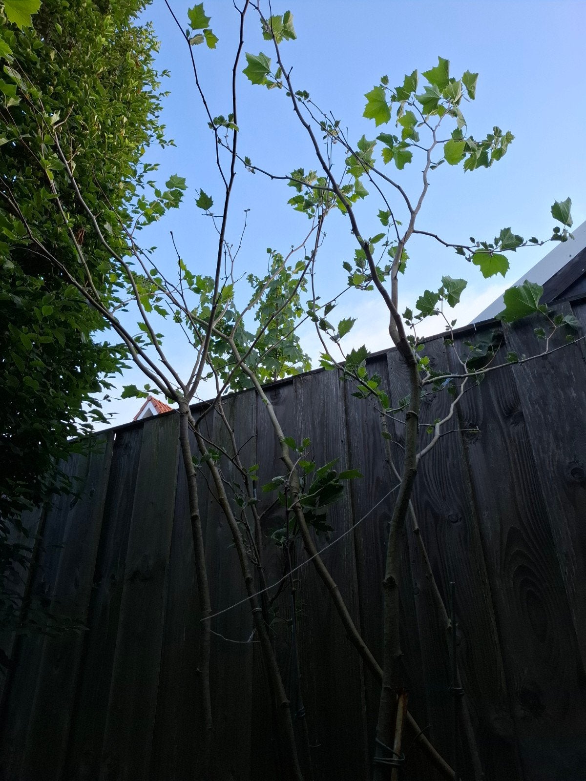 10 Platanen in pot, Bloeit niet, Overige soorten, 250 tot 400 cm, Ophalen