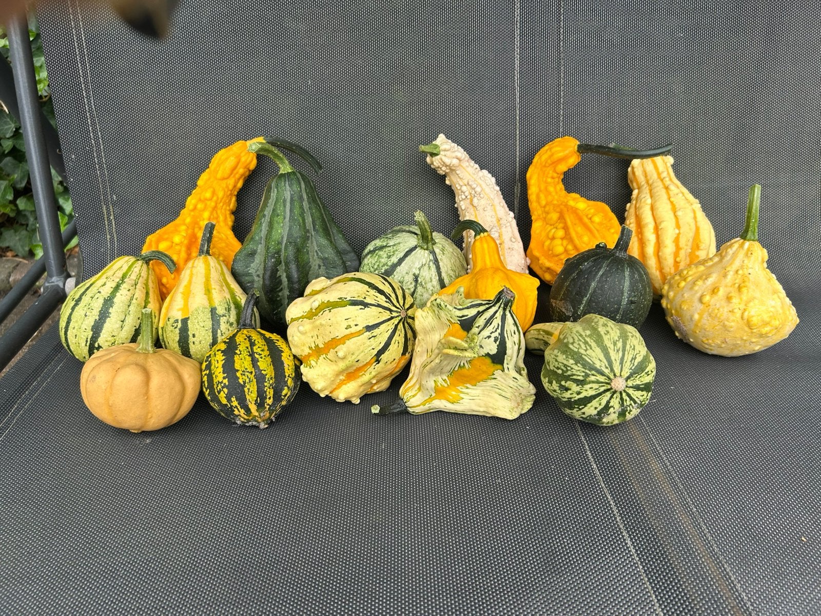 Kalebassen, Tuin en Terras, Overige Tuin en Terras, Ophalen, Nieuw