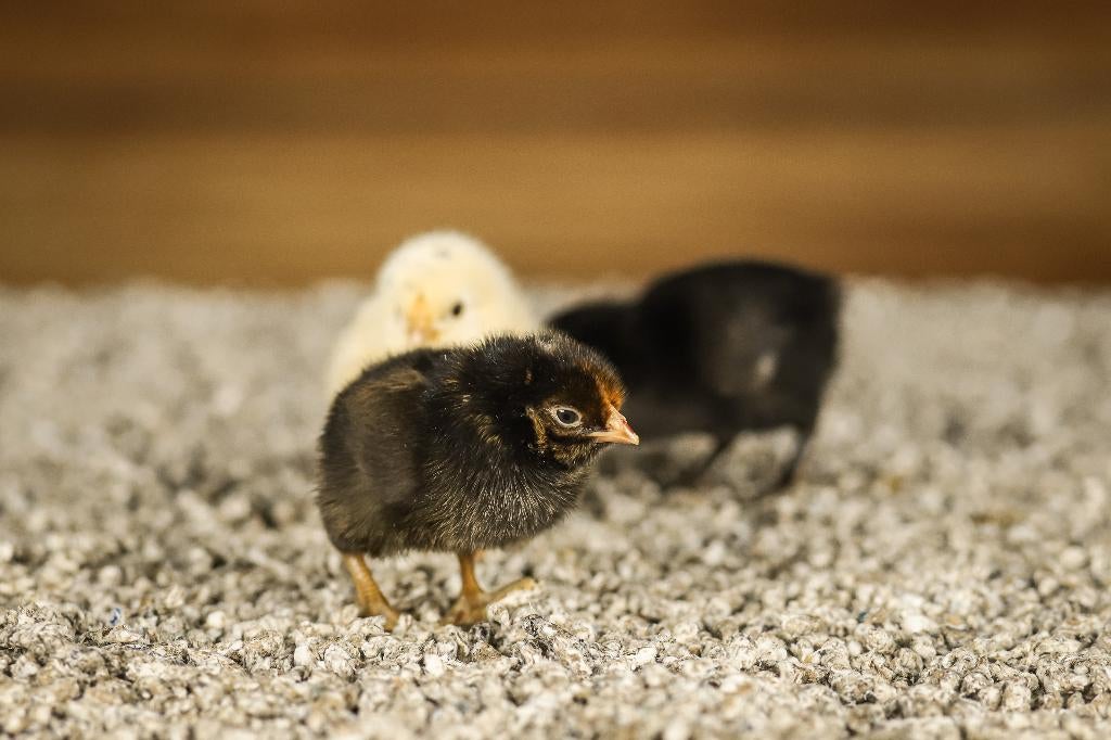 Wyandotte groot kippenkuikens | Gesekst en Ingeënt, Vrouwelijk, Kip