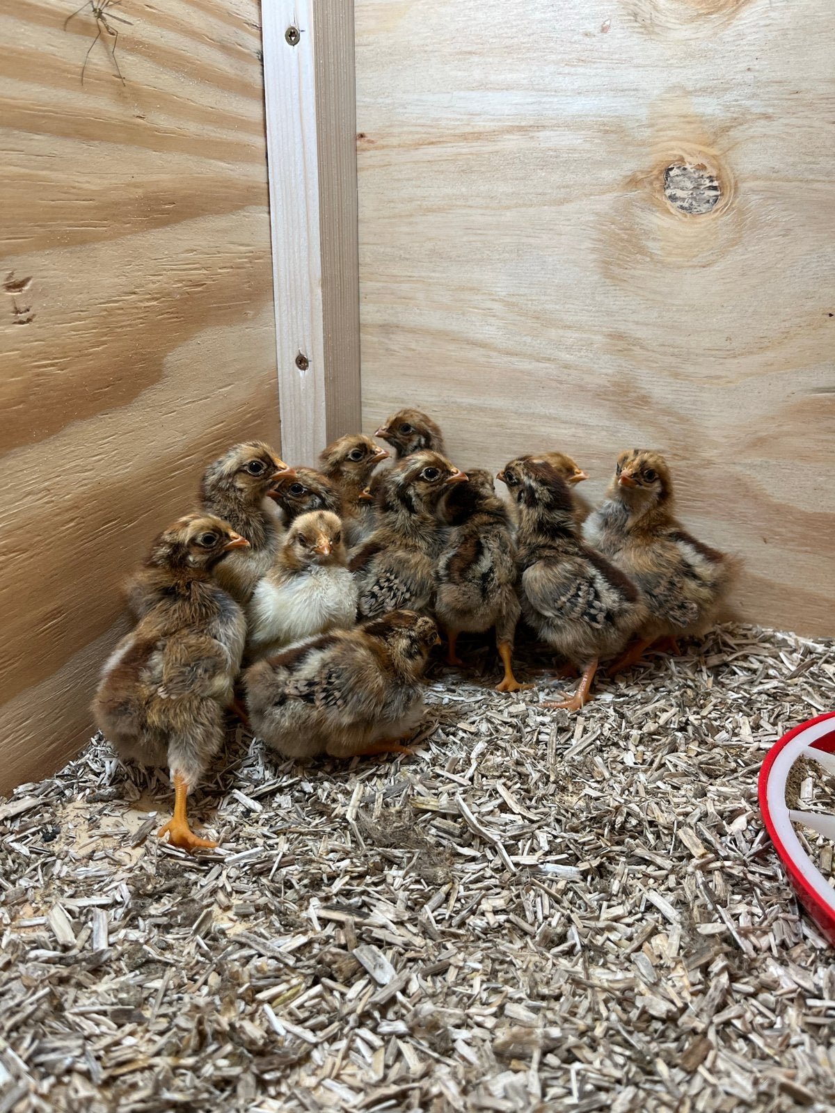 Barnevelder kriel kuikens, Dieren en Toebehoren, Pluimvee, Geslacht onbekend, Kip