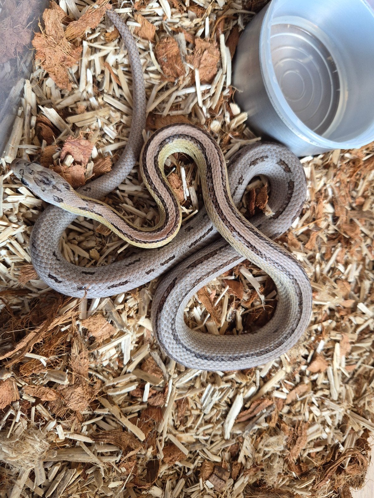 rattenslang anery striped het. sunkissed 2025 Rat Snake photo 6