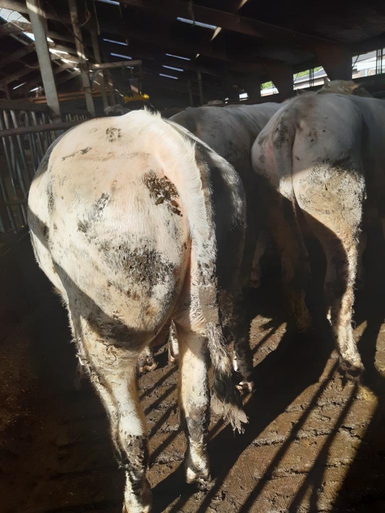 Dekstier te koop BBL dekstieren, Dieren en Toebehoren, Runderen, Mannelijk