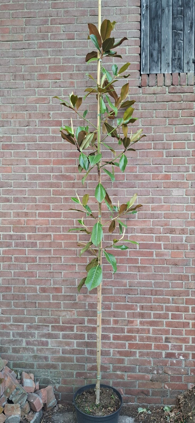 Magnolia grandiflora 'Nannetensis', Tuin en Terras, Ophalen, Zomer, Volle zon, Overige soorten