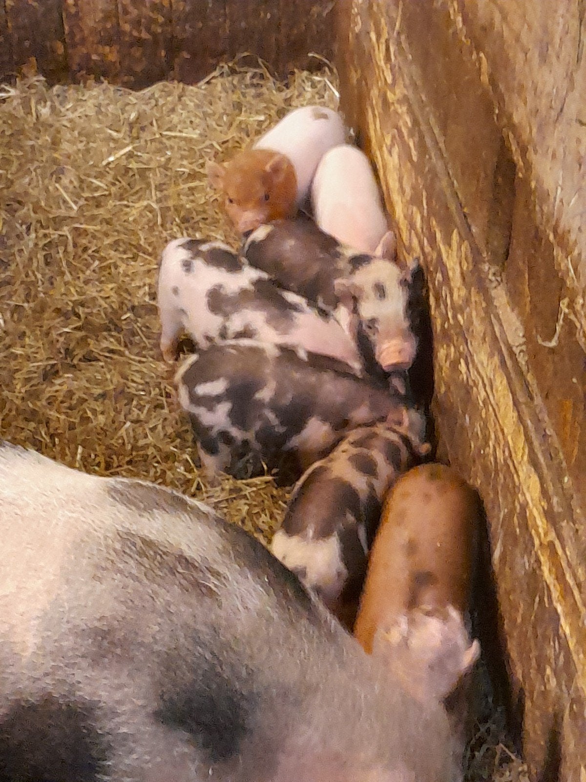 mini gottinger bigjes, Meerdere dieren
