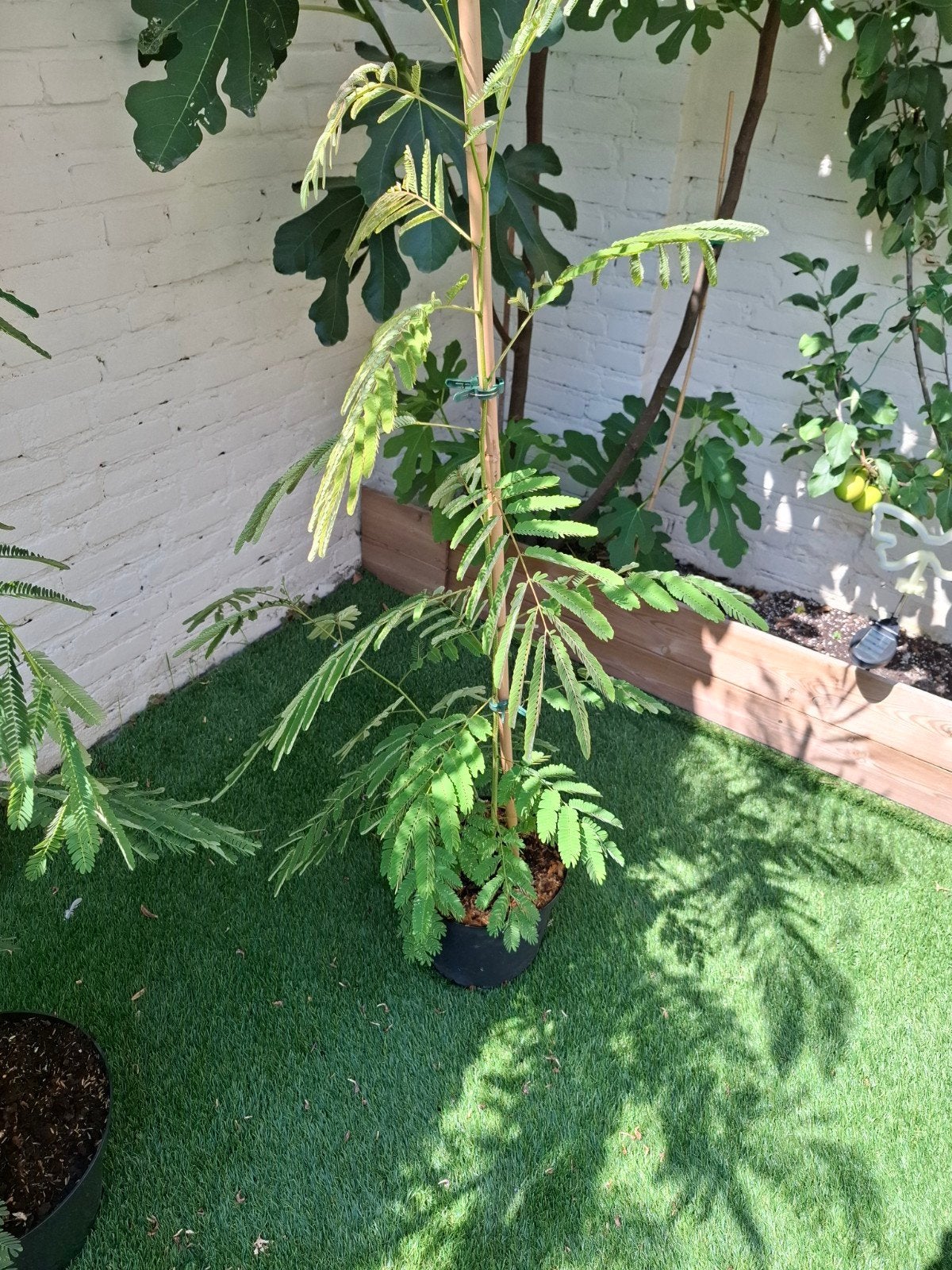 slaapboom.perzische slaapboom 135cm hoog en 1 van 200cm hoog, Volle zon, Bloeit niet, 100 tot 250 cm, Overige soorten