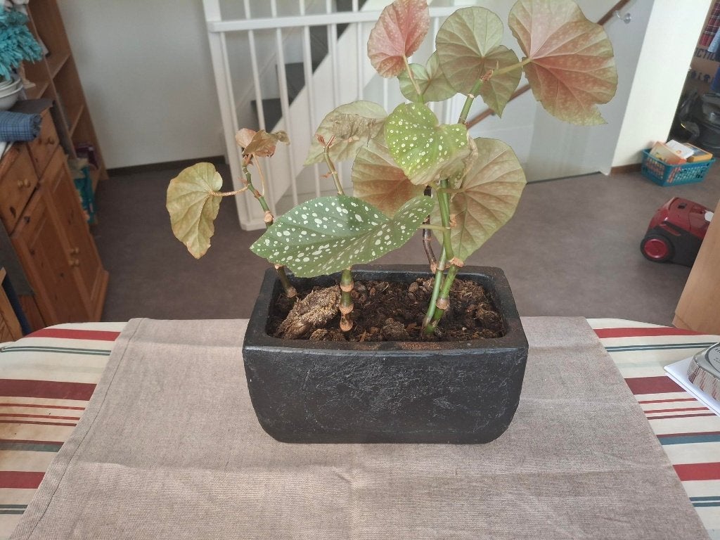 BLADBEGONIA IN POT, Huis en Inrichting, Ophalen, Overige soorten, Halfschaduw, In pot