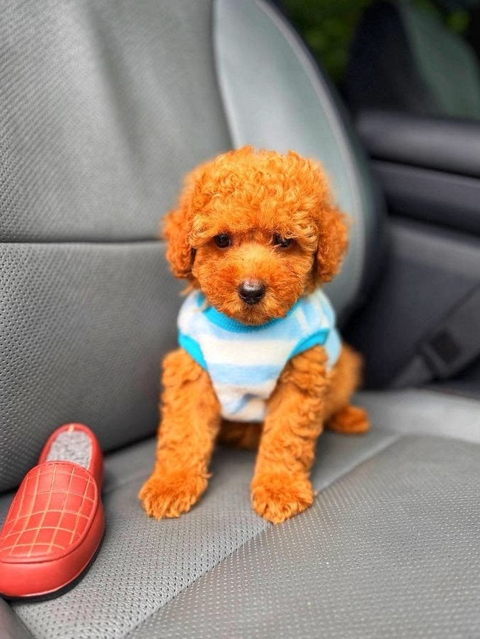 Toy Poodel | Toy Poodle Oscar, Dieren en Toebehoren, Honden | Chihuahua's en Gezelschapshonden, Poedel, Reu, 8 tot 15 weken, Parvo