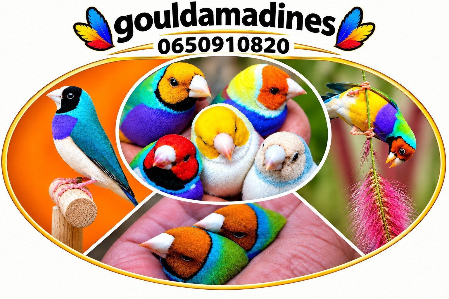 gouldamadine  mannen