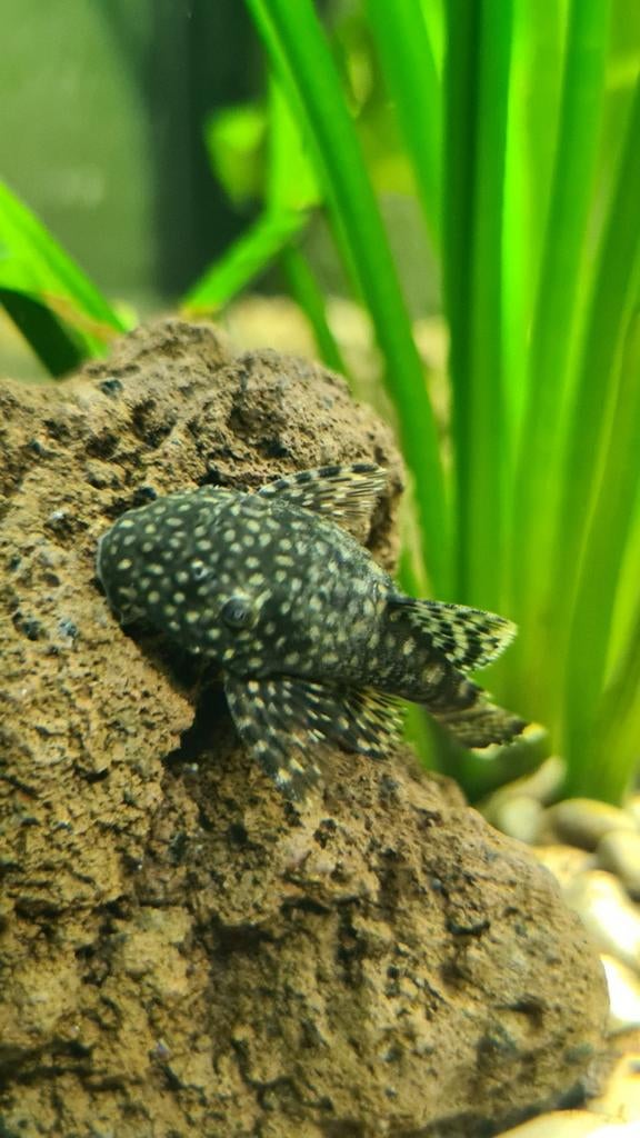 Algeneters, Dieren en Toebehoren, Vissen | Aquariumvissen, Vis