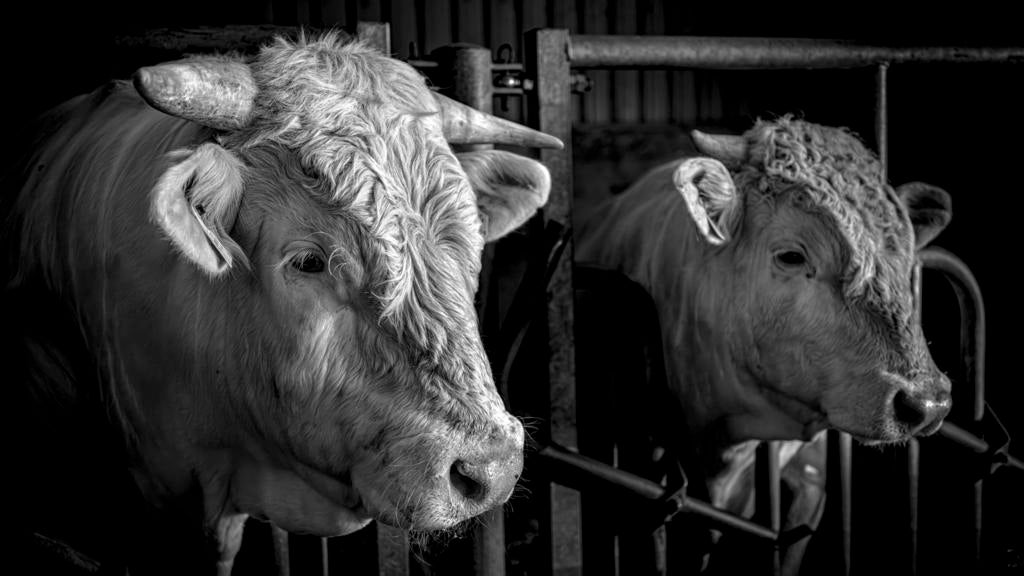 Charolais stamboek dekstier, Dieren en Toebehoren, Runderen, Mannelijk