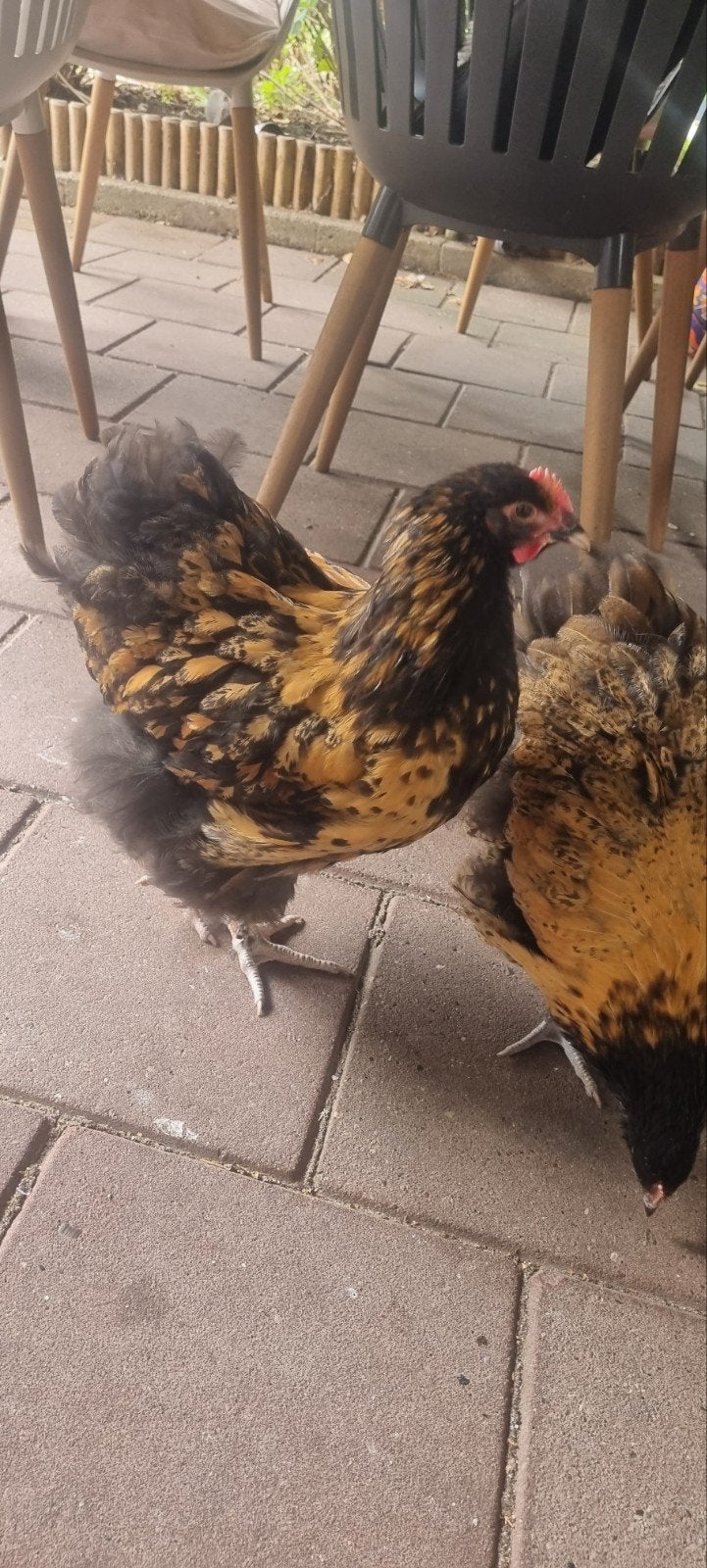 orpington groot haantje, Dieren en Toebehoren, Mannelijk, Kip