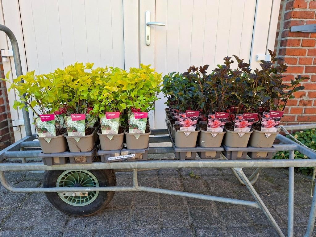 Mooie soorten Psychocarpus opulifolius (Blaasspirea) in pot!, Ophalen, Overige soorten, Minder dan 100 cm