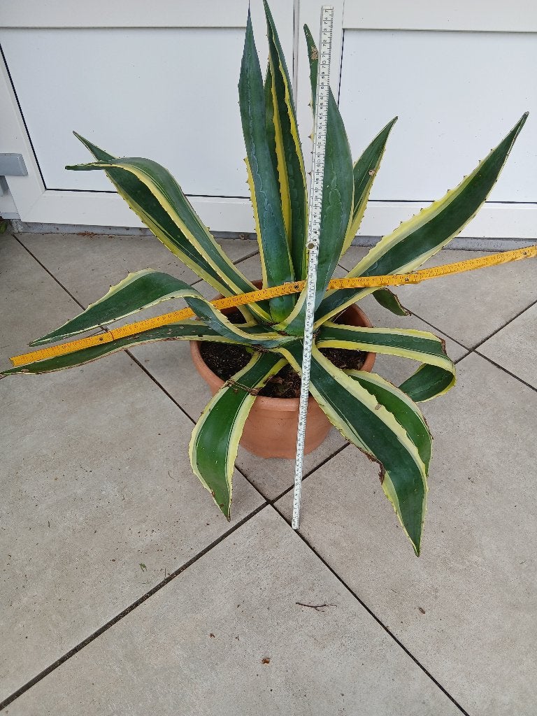 Agave americana "Variegata" Bonte groen/gele variëteit., Volle zon, Vaste plant, Bloeit niet, Ophalen