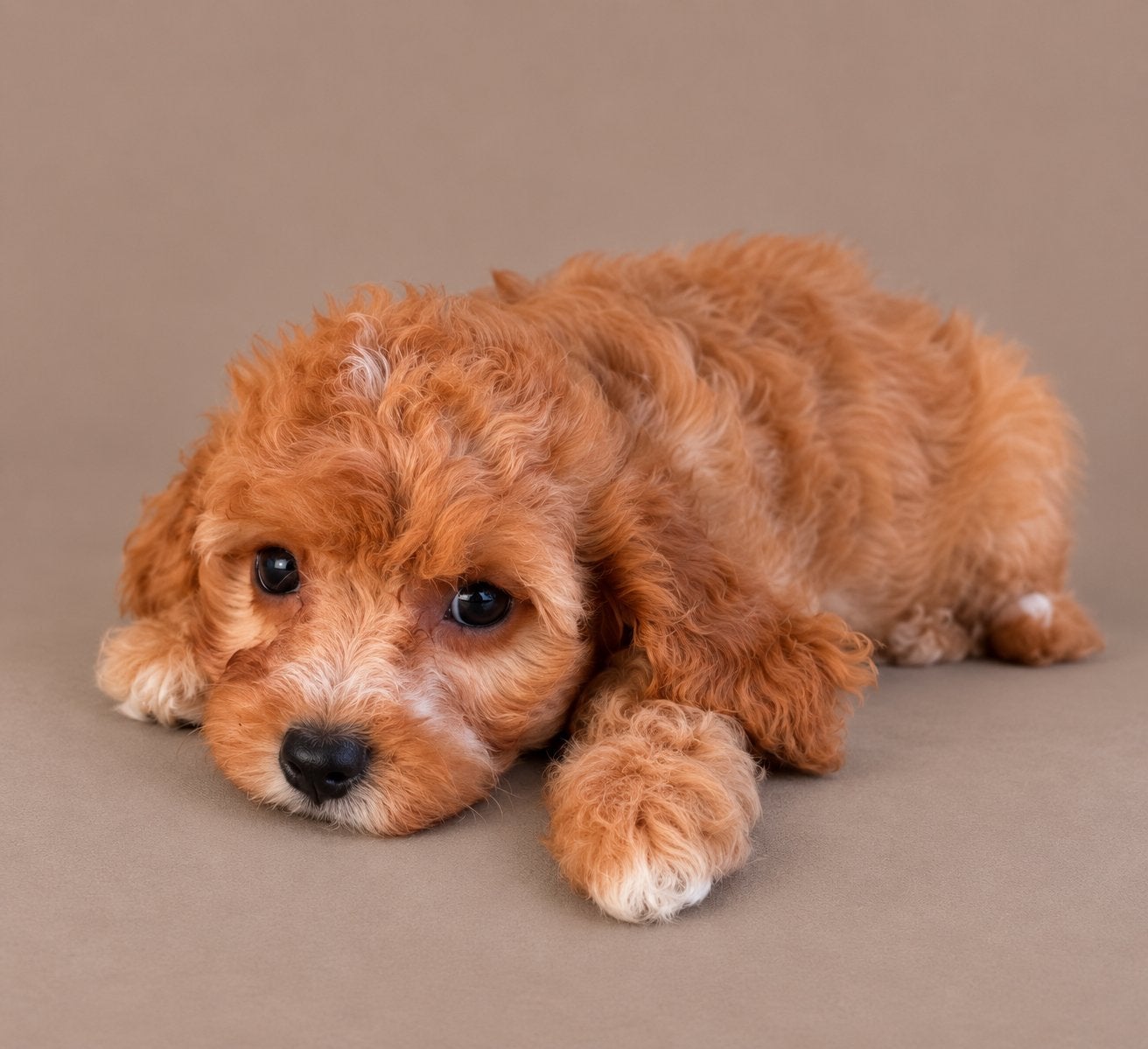 Cavapoo pups, cavapoo x toy poedel, Dieren en Toebehoren, Nederland, Overige rassen, CDV (hondenziekte), 8 tot 15 weken