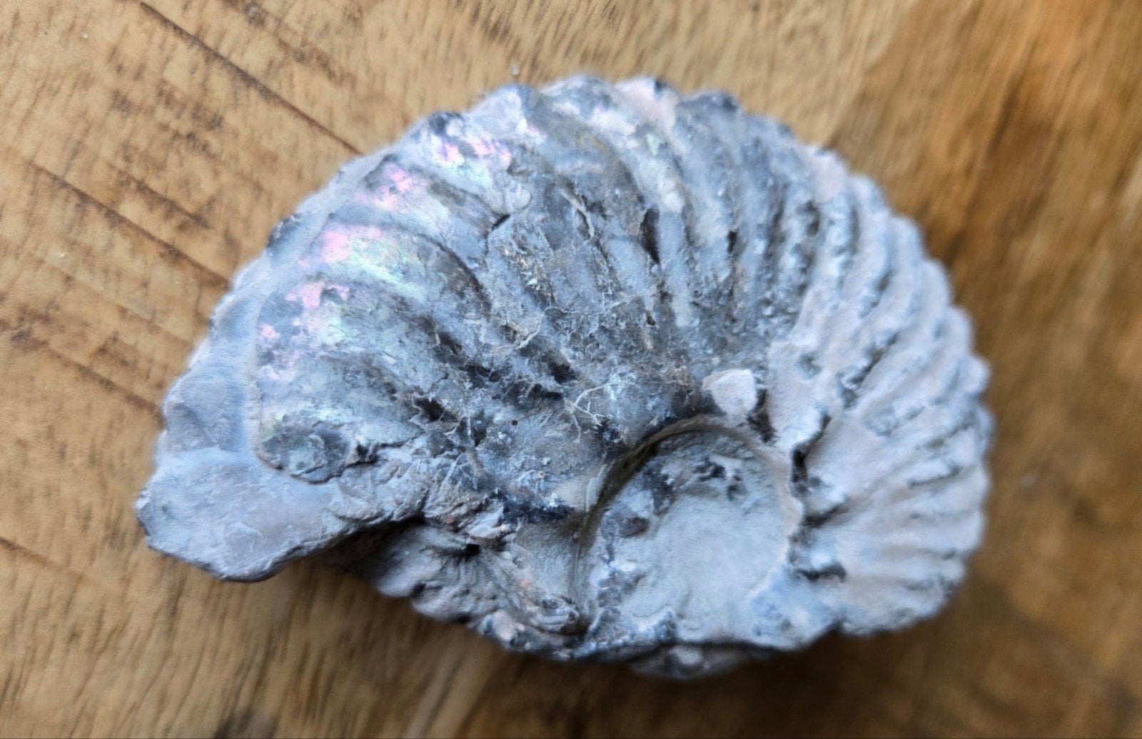 Ammoniet fossiel pre historie miljoenen jaren oud, Verzamelen, Mineralen en Fossielen, Ophalen of Verzenden, Fossiel