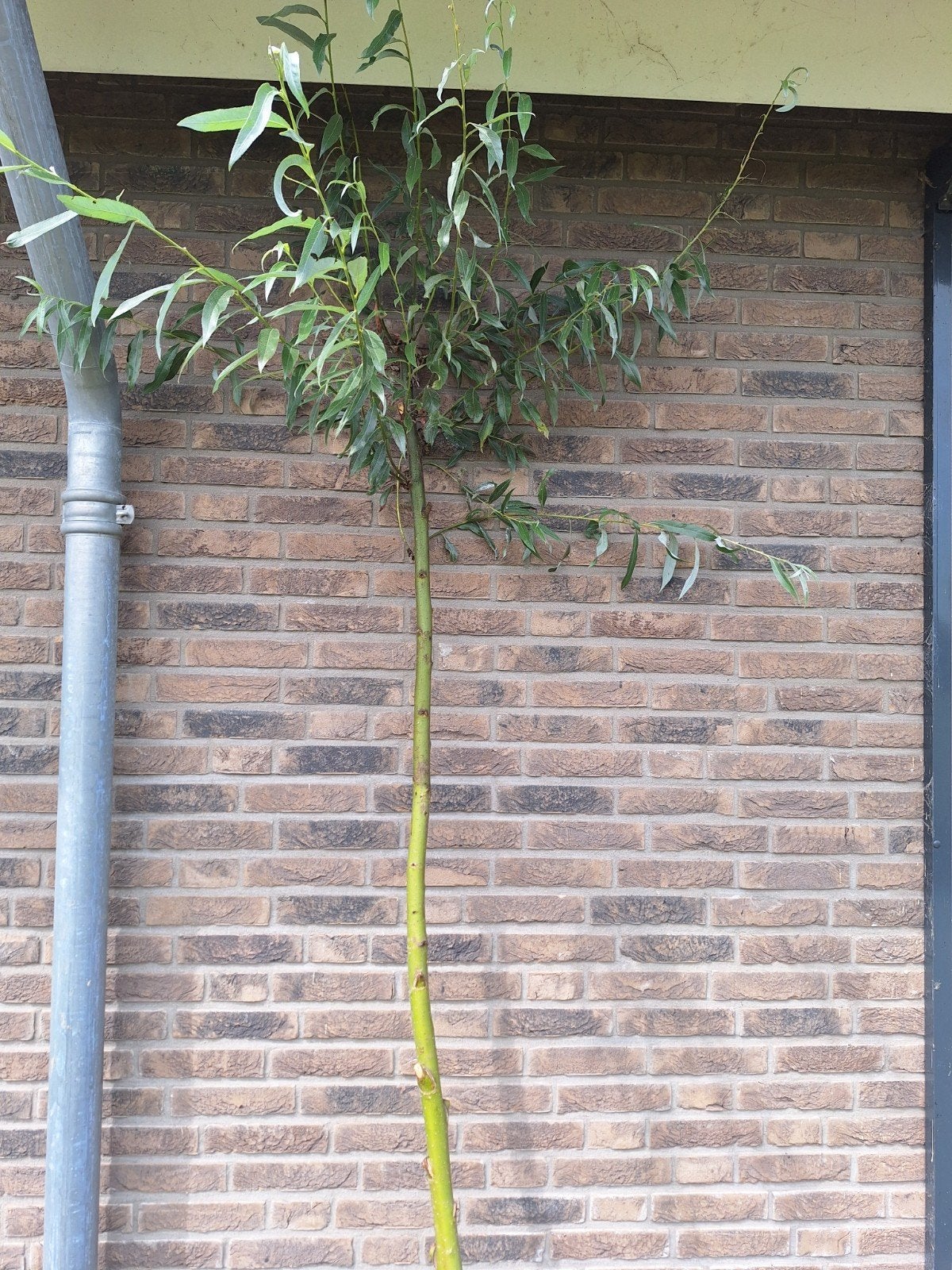 knotwilg, gratis af te halen, Ophalen, Volle zon, Overige soorten, 100 tot 250 cm