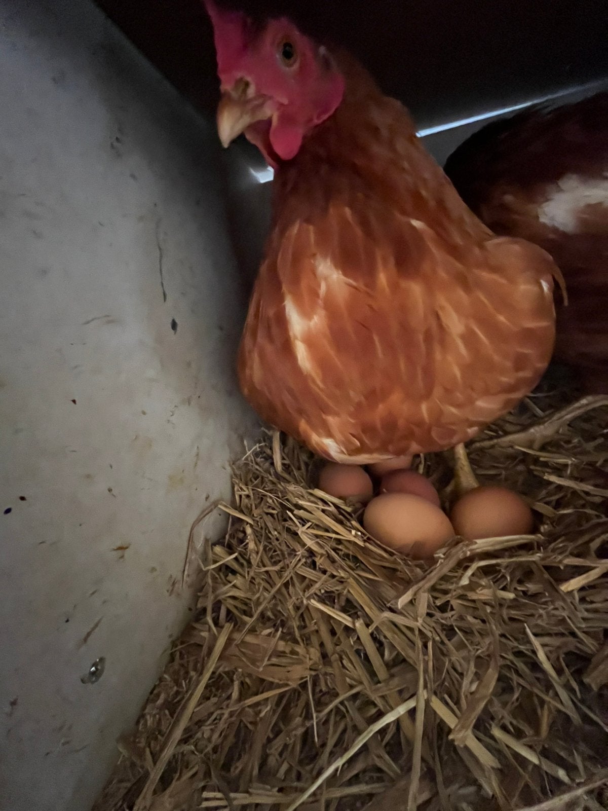Broedeieren legkip, Dieren en Toebehoren, Geslacht onbekend, Kip