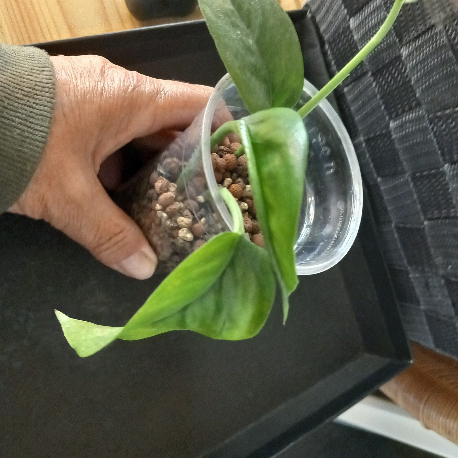 Epipremnum pinnatum stek nr 19, Ophalen of Verzenden, Halfschaduw, Minder dan 100 cm