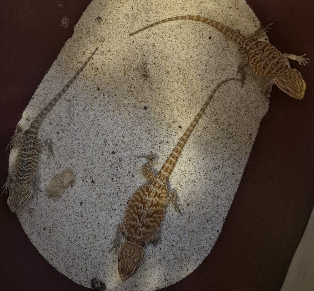 Baby baardagamen, Dieren en Toebehoren, Reptielen en Amfibieën, Schildpad, 0 tot 2 jaar