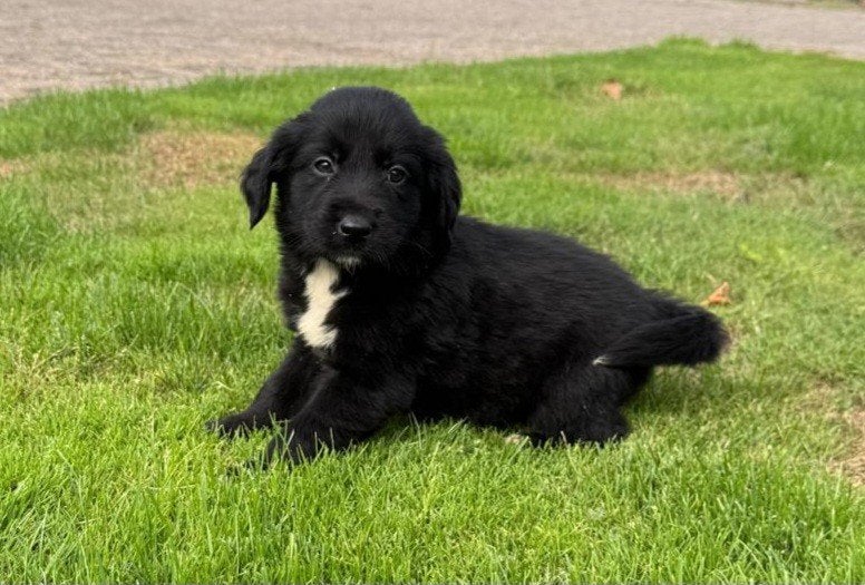 border collie golden retriever pups, Golden retriever, HCC (leverziekte), 8 tot 15 weken, Meerdere
