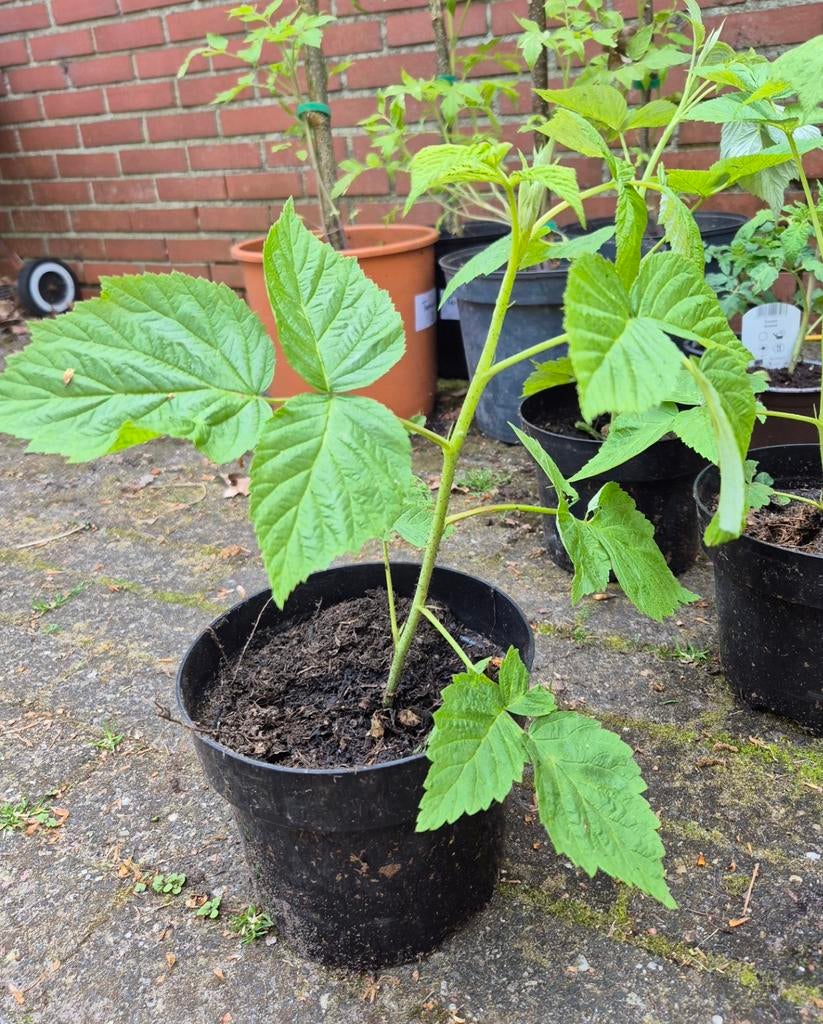 Gele framboos, Ophalen, Minder dan 100 cm, Overige soorten, Volle zon