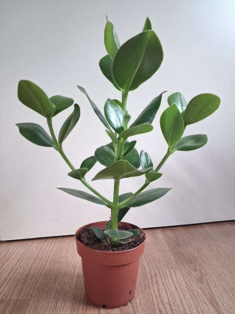 Clusia Rosea 'Princess' - Handtekeningenboom H: 40 cm., Ophalen, Vetplant, Halfschaduw, Minder dan 100 cm