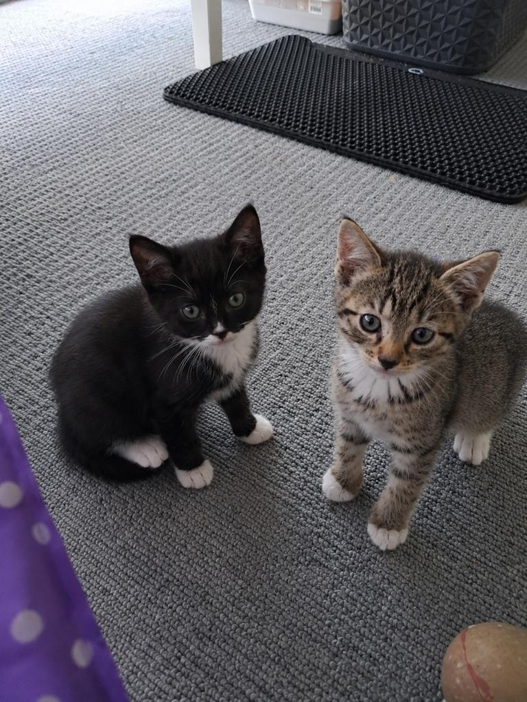 Lieve kittens zoeken een nieuw thuis ️, Meerdere dieren