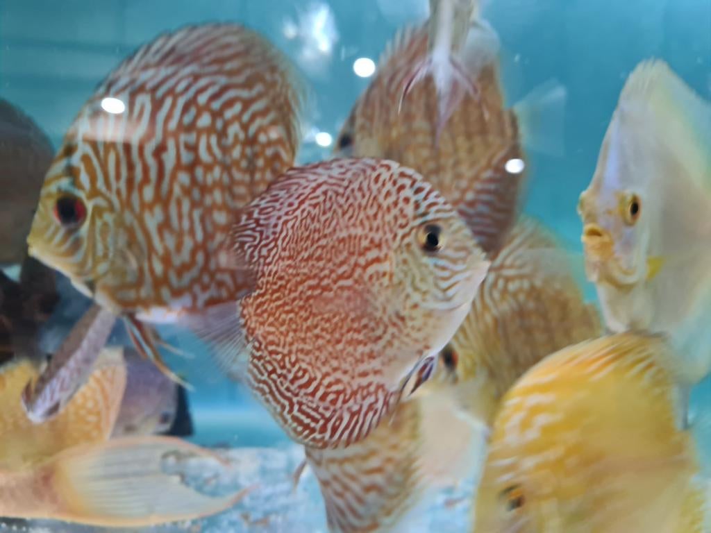Panthera Leopard Discus, Symphysodon Discus Panthera Leopard, Vis, Zoetwatervis
