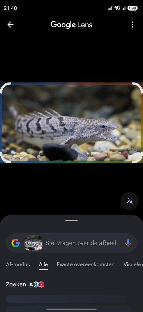 Polypterus delhezi bichir ,albino bichir, Vis, Zoetwatervis, Schoolvis