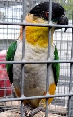 Zwartkop caique kweek man, Mannelijk, Papegaai