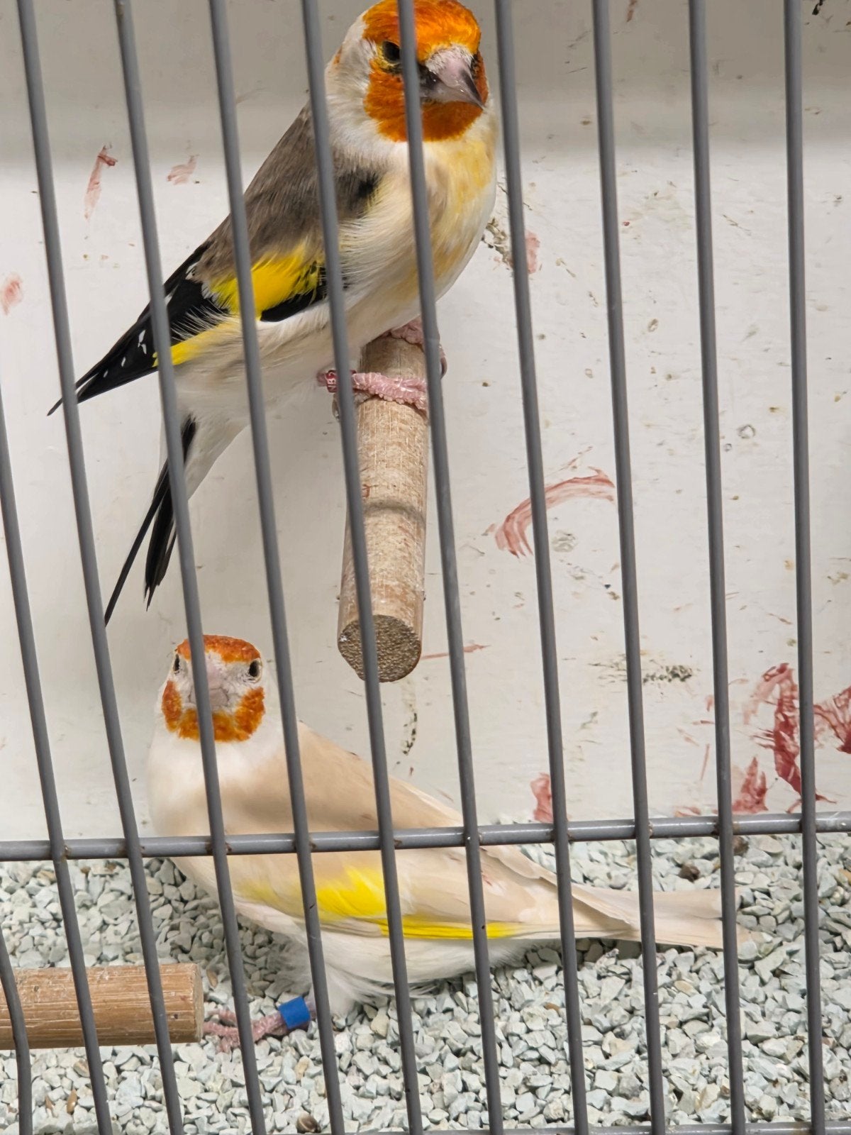 heel mooi koppel, Meerdere dieren