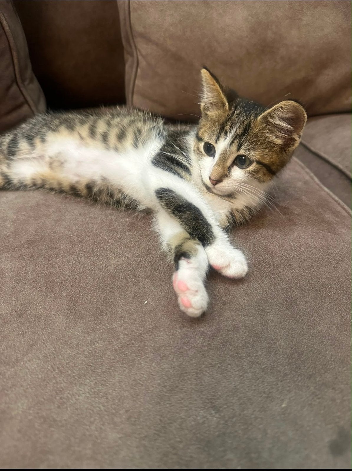 Kitten zoekt huisje, Kater, Kortharig, 0 tot 2 jaar