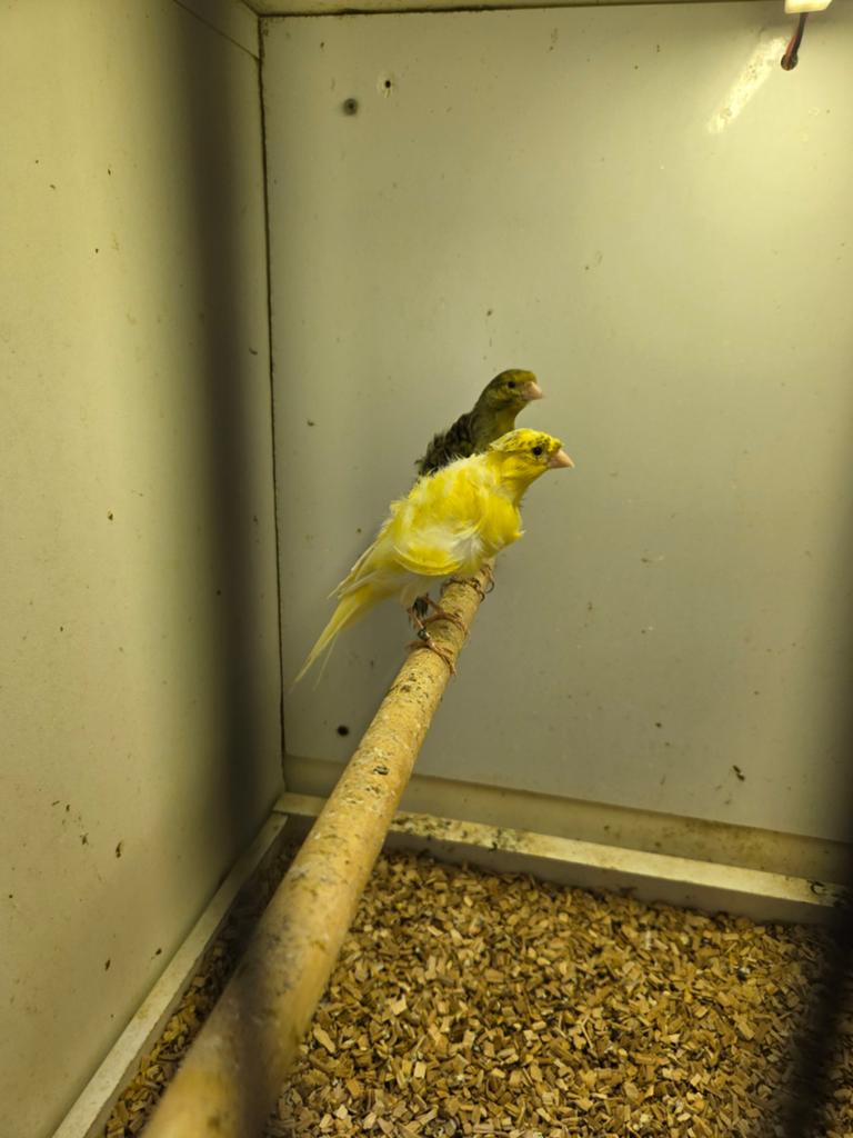 Koppel fiorino, Dieren en Toebehoren, Vogels | Kanaries, Meerdere dieren, Kleurkanarie