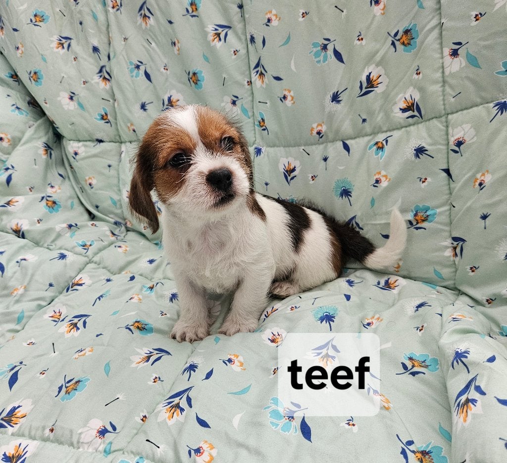 Shih -tzu x Jack Russel., Parvo, Overige rassen, 8 tot 15 weken, Meerdere