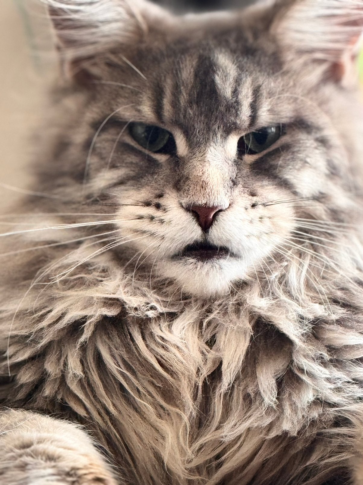 Maine coon poes, Poes, Met stamboom, 0 tot 2 jaar