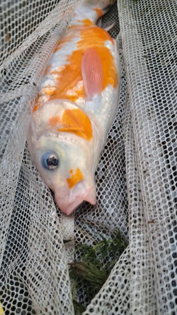 Ruim 30 cm Japanse koy, Dieren en Toebehoren, Vissen | Vijvervissen, Karper of Koi