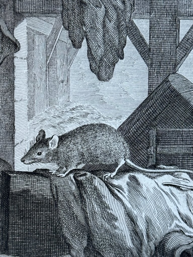 Muis - ets - La Souris / Buffon 1770 - P0743, Ophalen of Verzenden, Ets, 1700 - 1799