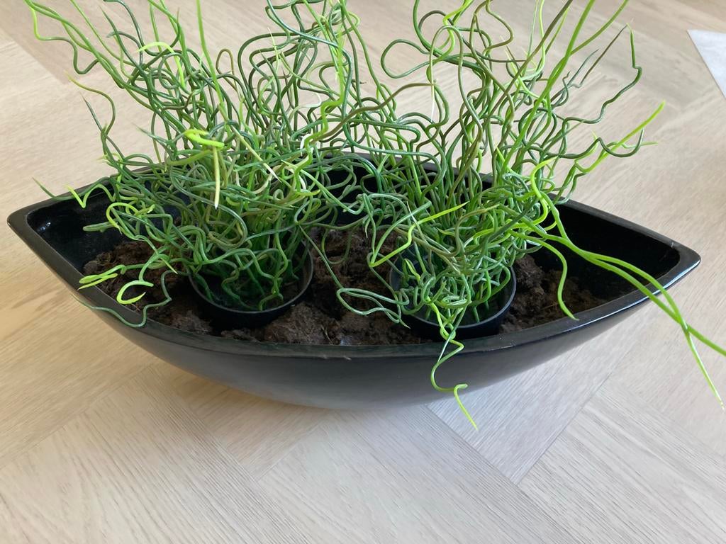 2 planten potten zwart in bootjes vorm, Ophalen, Halfschaduw, Minder dan 100 cm