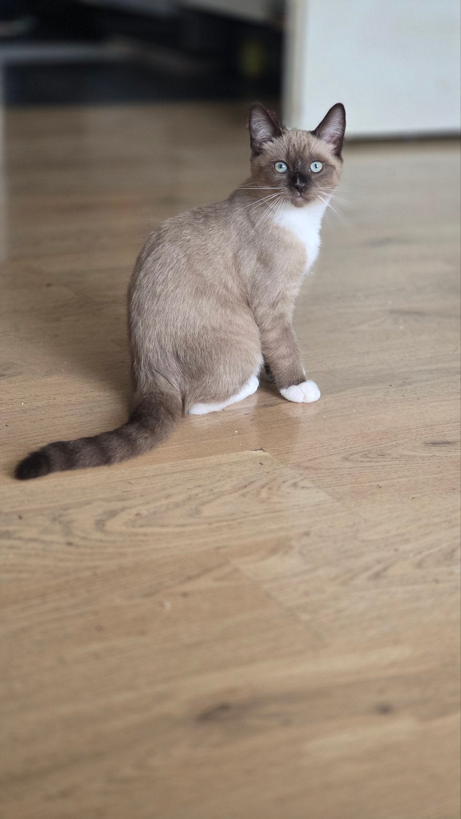nog maar 2 mooie en lief kittens 3m oud., Dieren en Toebehoren, Meerdere dieren, Gechipt, 0 tot 2 jaar