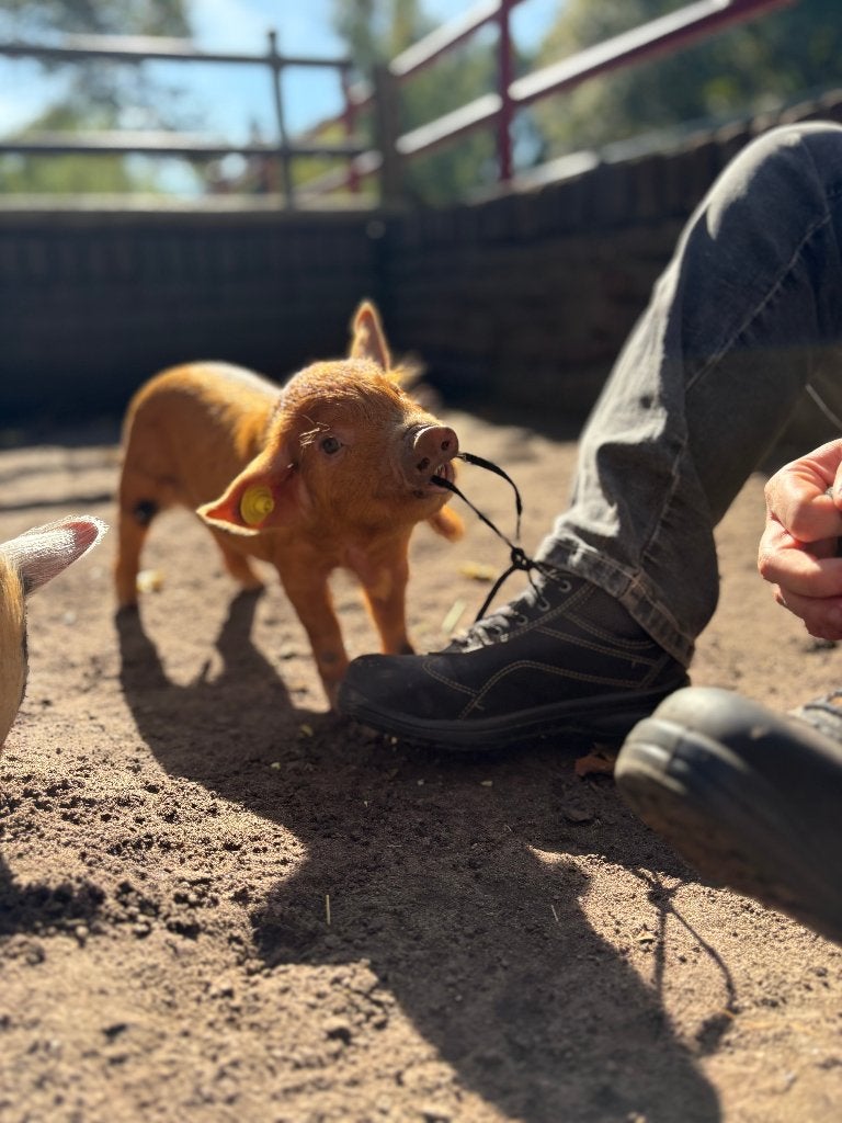 Kune kune biggen (Stamboek), Dieren en Toebehoren, Meerdere dieren, Varken, 0 tot 2 jaar