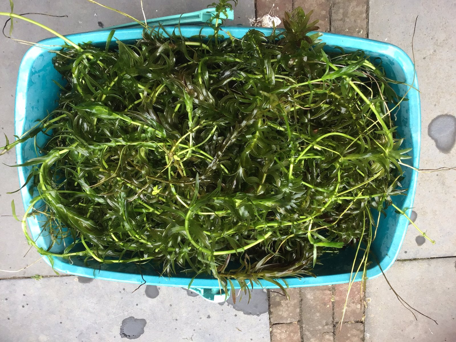 Verse bloeiende waterpest, Tuin en Terras, Vijvers, Ophalen of Verzenden, Zo goed als nieuw