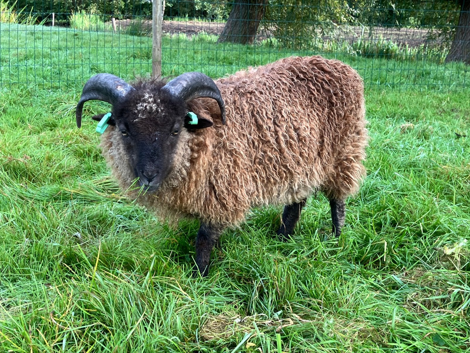 Grijze stamboek ouessant ram te koop, Dieren en Toebehoren, Mannelijk, Schaap